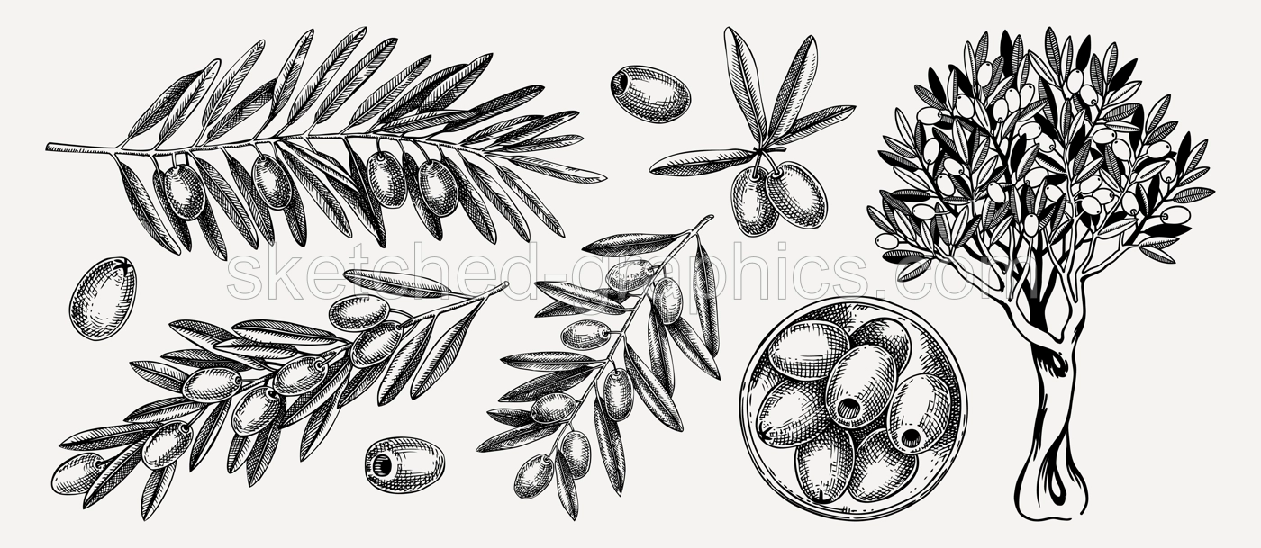Hand drawn olive tree branches with leaves and fruit in a bowl sketches collection isolated on white background. Olive tree drawings in engraved style. Vector food illustration for oil packaging desi Illustration
